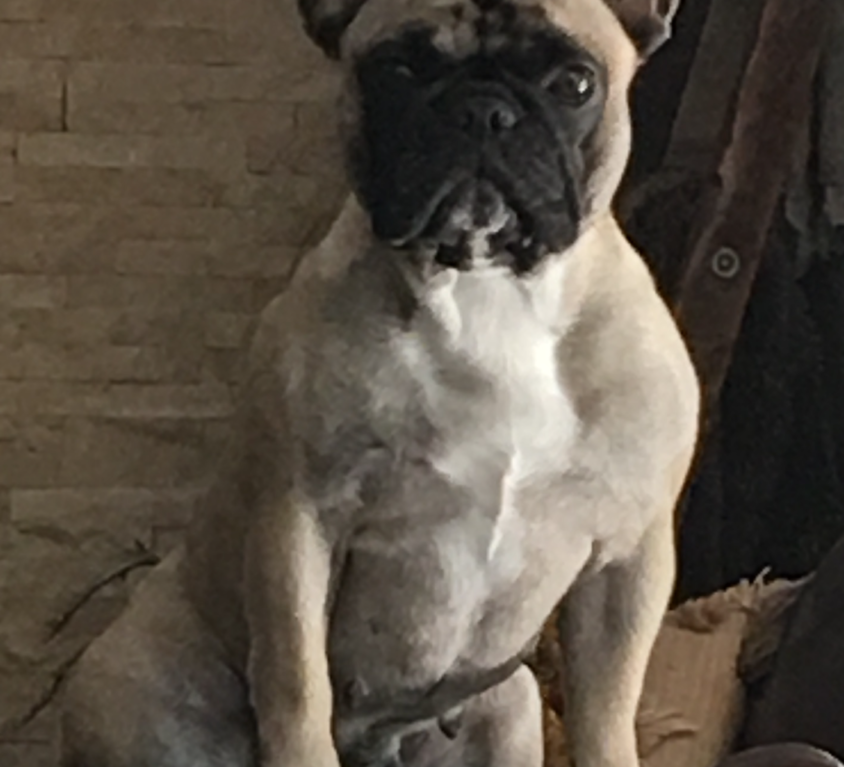 Willow