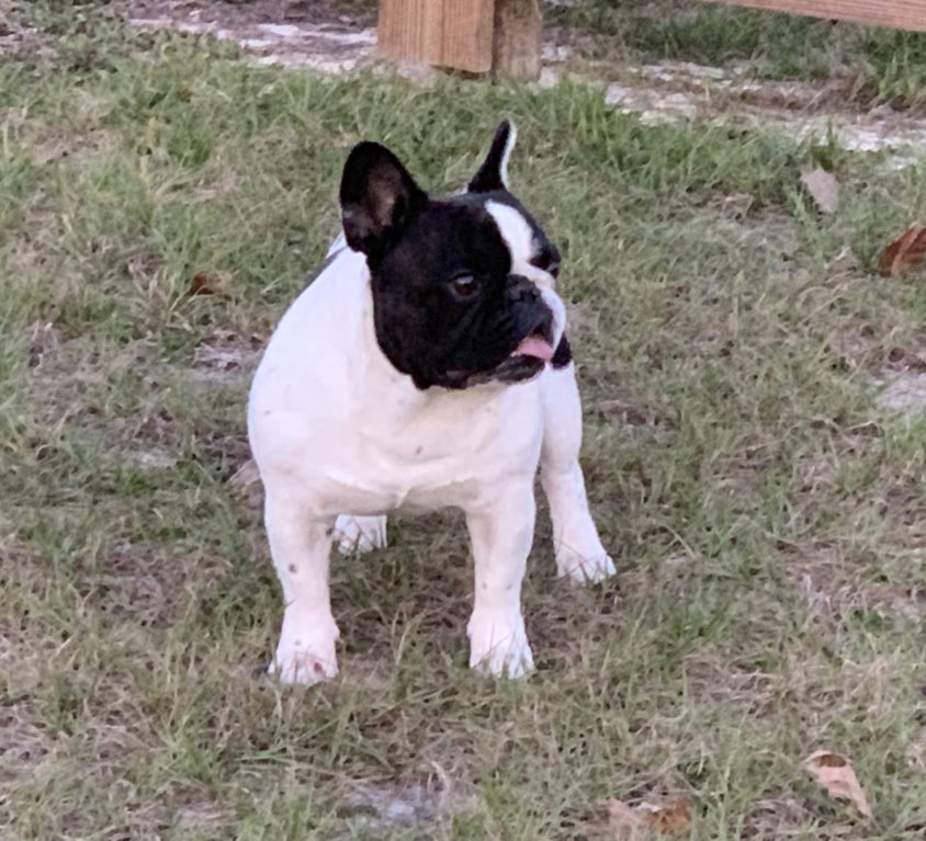 Wyatt