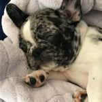 Mia the French Bull Dog sleeping