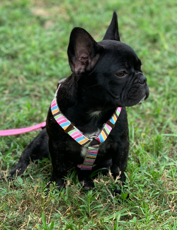 (sold) Blueberry – Blue Brindle Girl