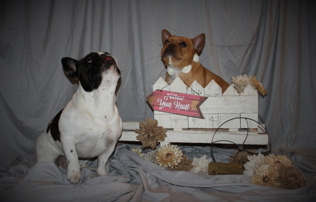 Breeding French Bull Dogs, Malibu and Wyatt