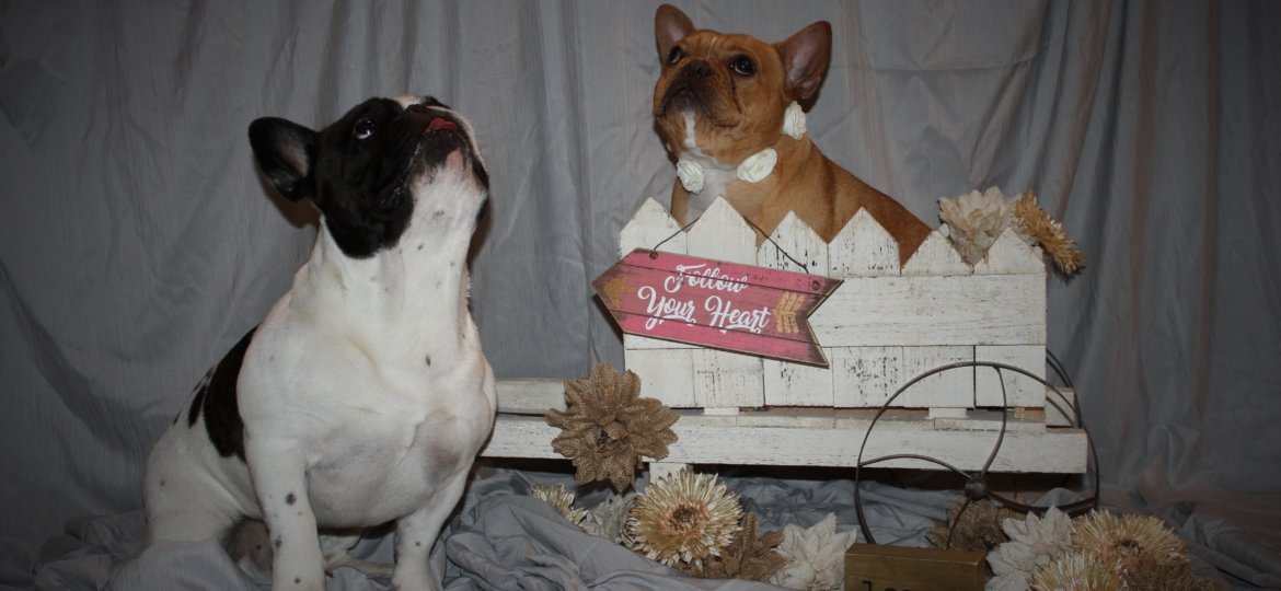 Breeding French Bull Dogs, Malibu and Wyatt