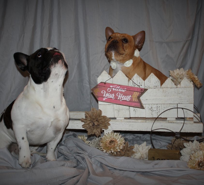 Wyatt & Malibu