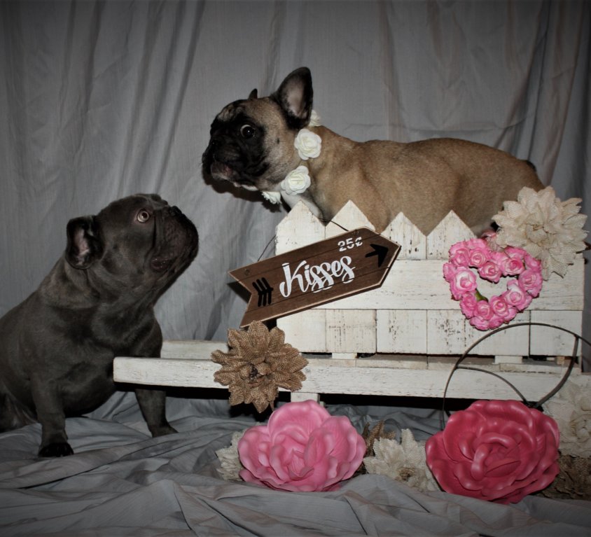 Moonshine & Willow