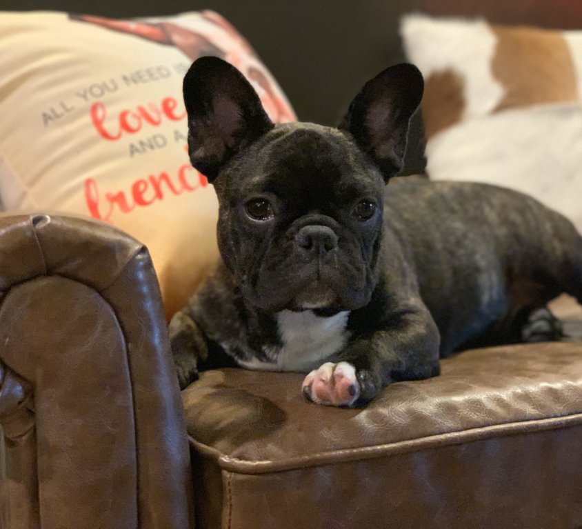 (sold) Pancake – Brindle Boy