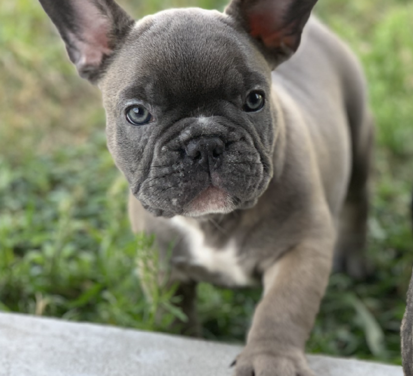 (sold) MnM aka Mini Moonshine – Lilac Fawn Boy