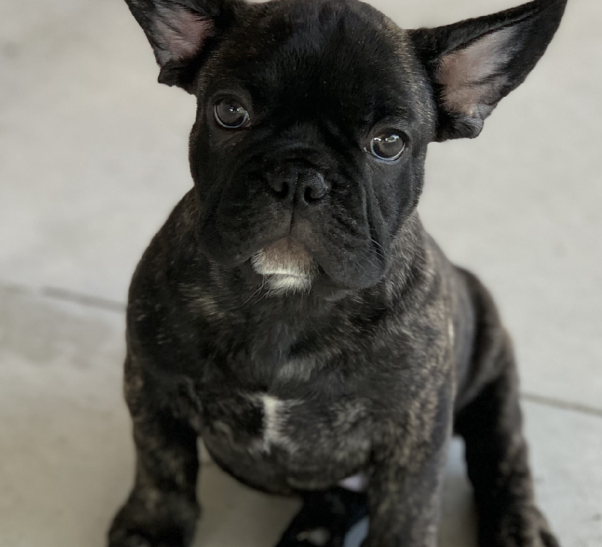 Bernie Bear- Brindle Boy