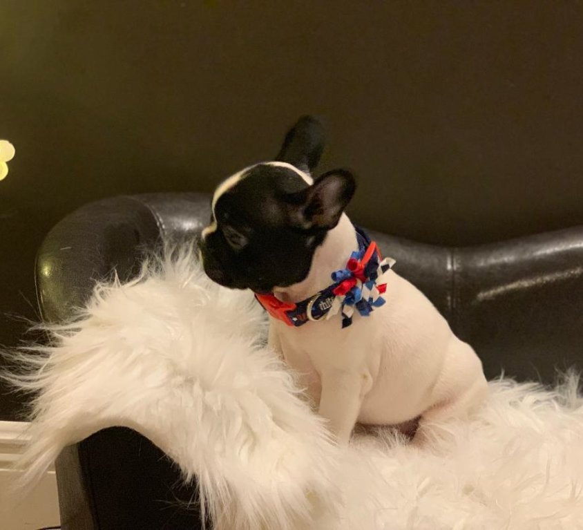 (sold) Dotti – Pied Girl