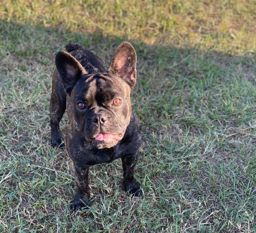 (sold) Bullet – Brindle Boy