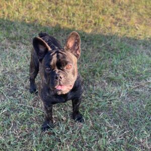 (sold) Bullet – Brindle Boy