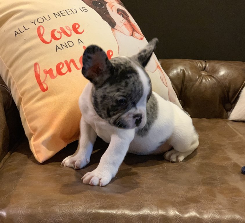 (sold) Cowboy – Merle Pied Boy