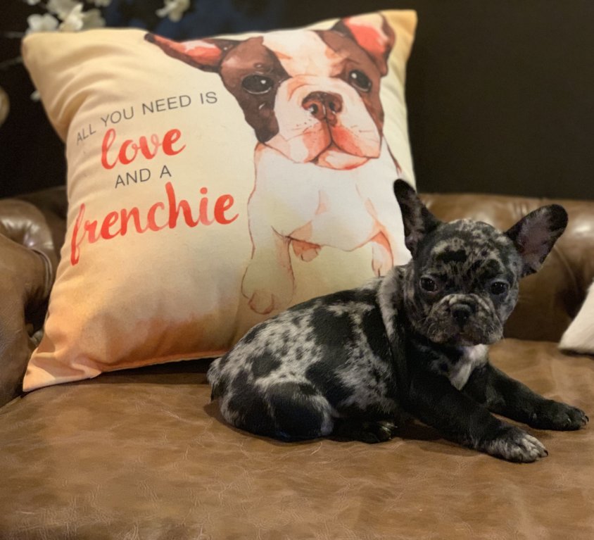 Boots – Merle Boy