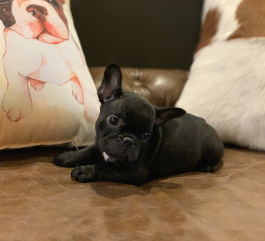 Rooster – Chocolate Boy