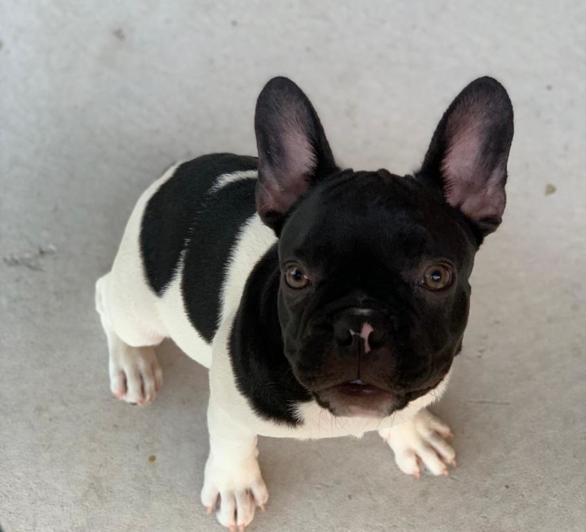 Mickey Mouse – Chocolate Pied Boy