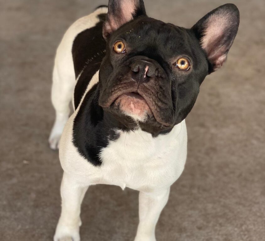 (sold) Mickey Mouse – Chocolate Pied Boy