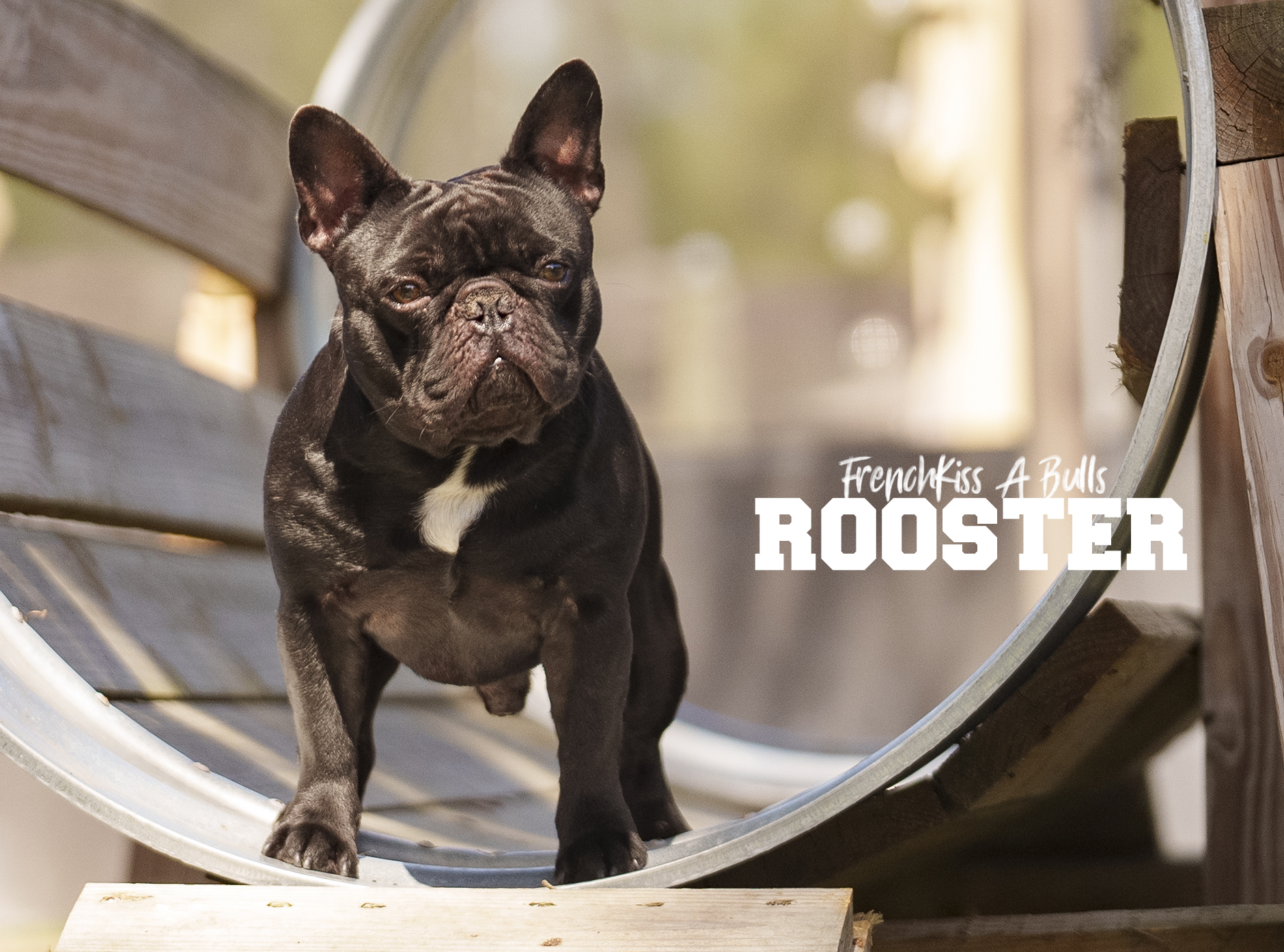 Rooster - French KissaBulls