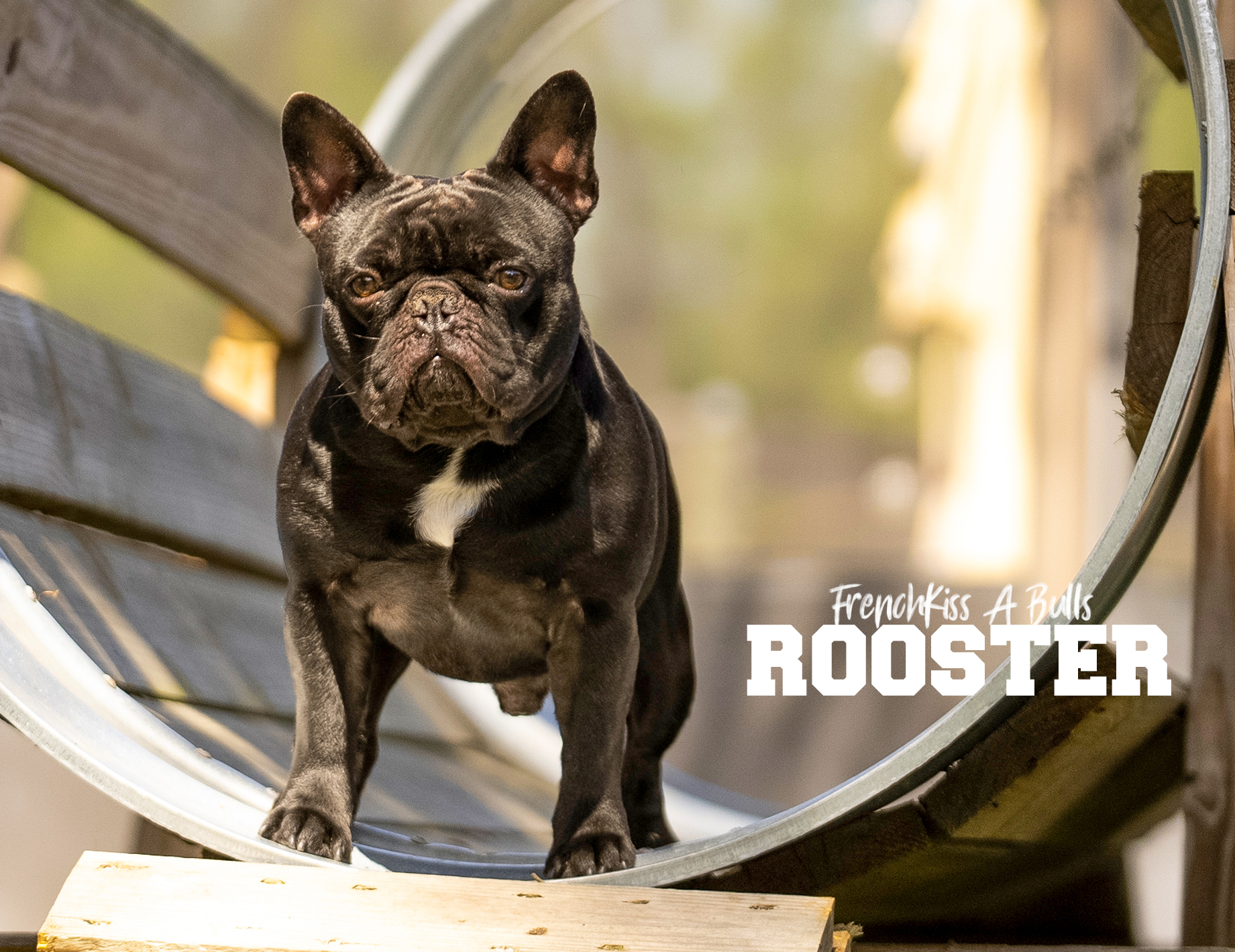 Rooster - French KissaBulls