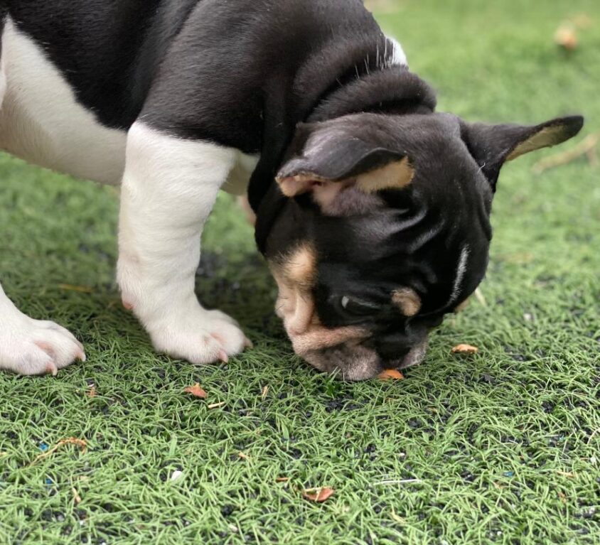 (sold) Tank aka Handsome