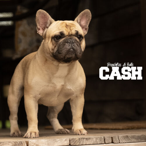 Cashew aka “Cash”