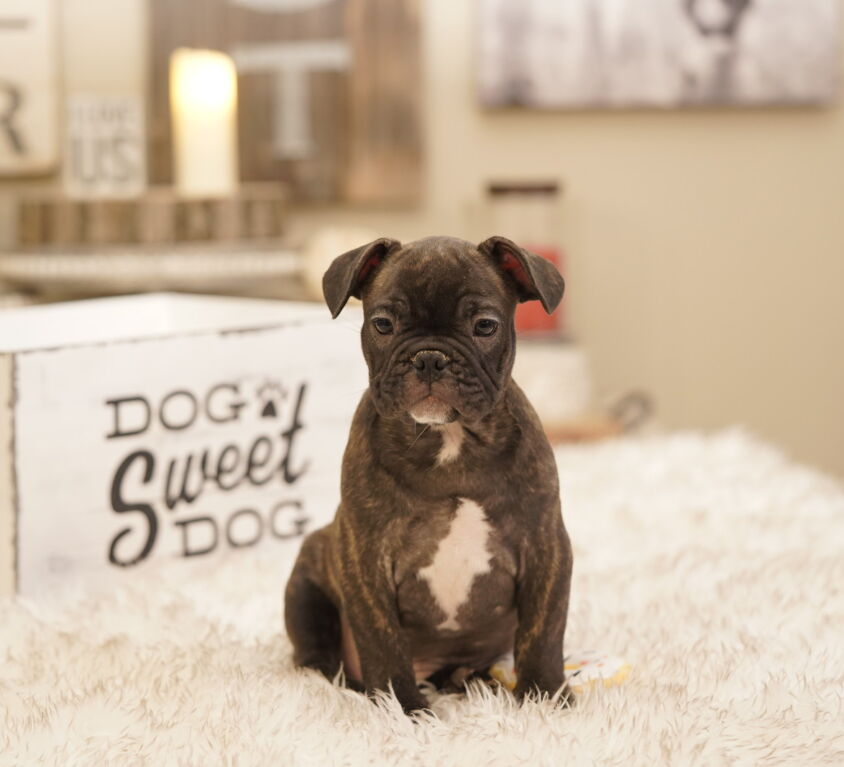 Walnut aka “Wally”