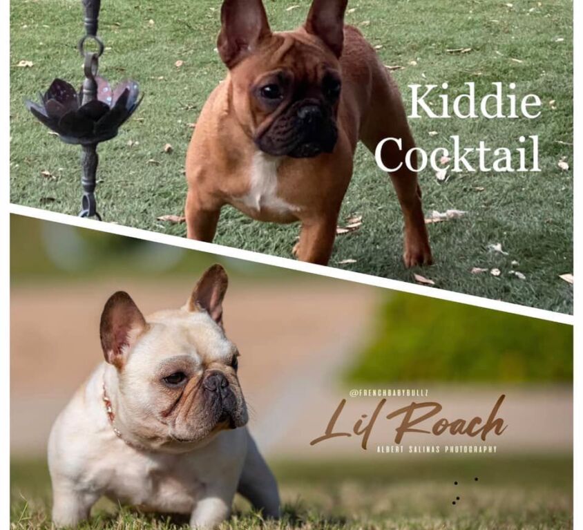 Kiddie Cocktail & Lil Roach