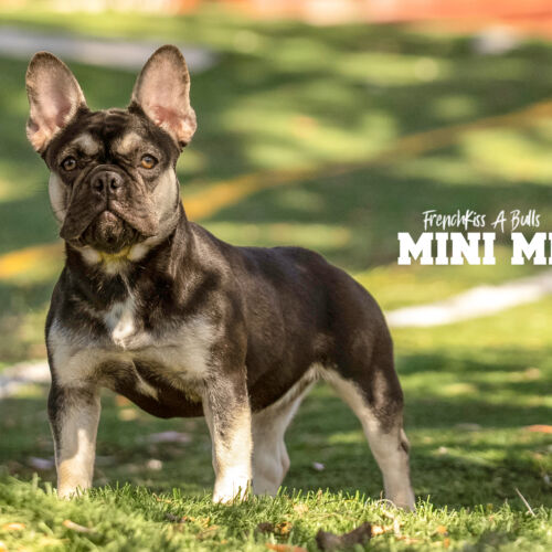 Mini Mi