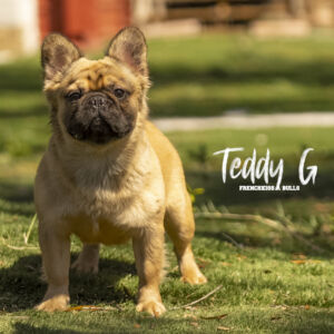 Teddy G