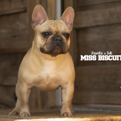 Miss Biscuit