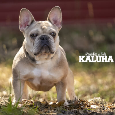 Kaluha