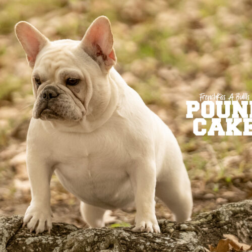 Pound Cake