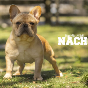 Nacho