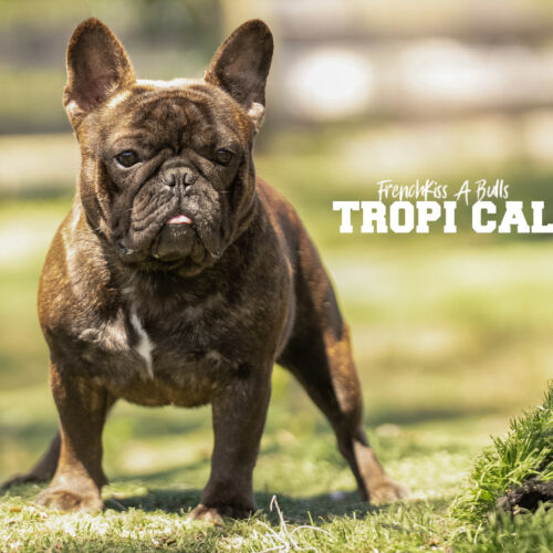 Tropi Cal