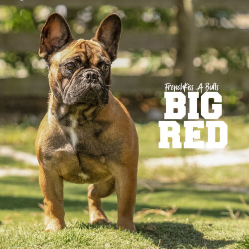 Big Red